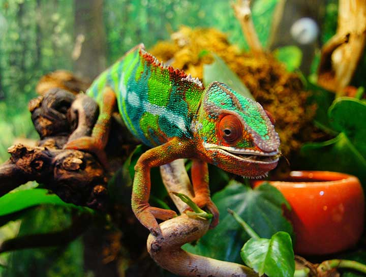 Exotic Pet Care